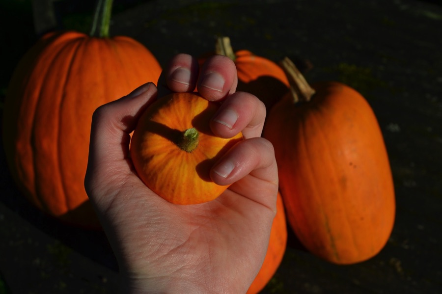 Hand holding tiny pumpkin